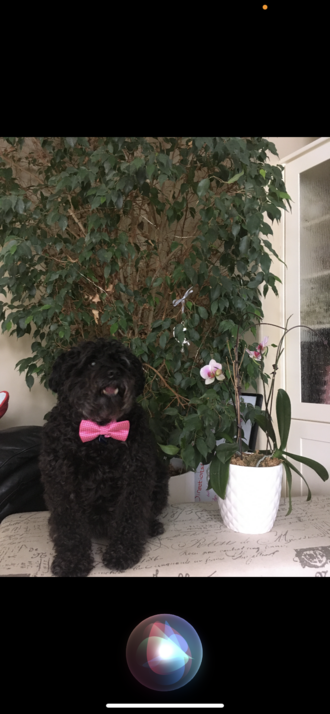 Tip:  Plants and Your Pooch