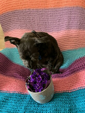 A pawprint flower pot!