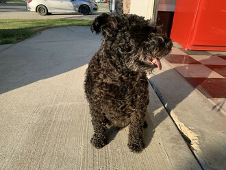 Tip: Summer Heat, Sidewalks and Paws!