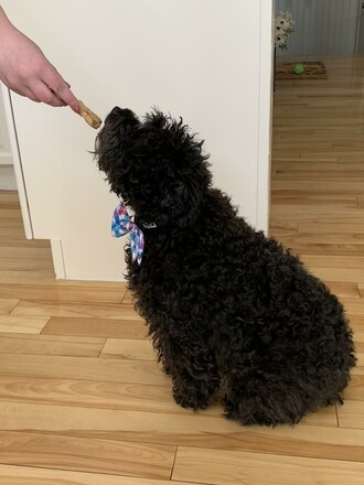 Tucker's favorite homemade dog treats!